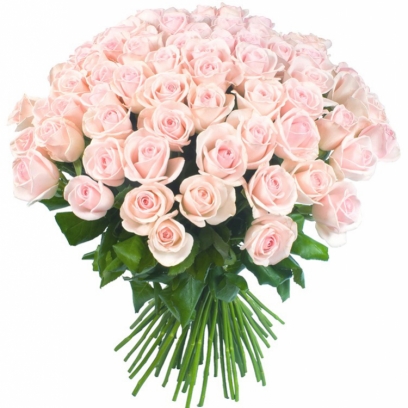 Букет из 51 розы сорта " Senorita"